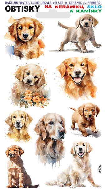 Obtisky na sklo, keramiku a kamínky - Zlatý retrívr