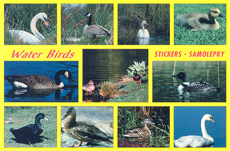 Vodní ptáci