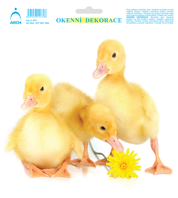 Kačátka s pampeliškou