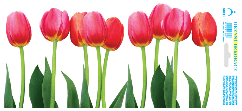 Pás růžových tulipánů