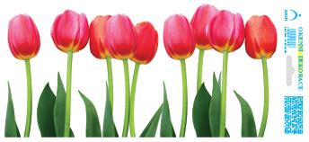 Pás růžových tulipánů